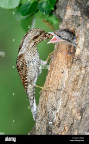 Image result for Jynx torquilla