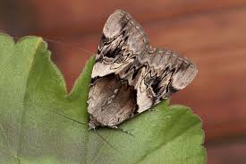 Attēlu rezultāti vaicājumam “Catocala fulminea”