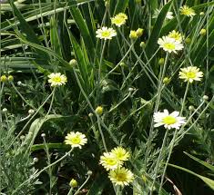 Image result for Anthemis tinctoria