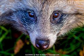 Attēlu rezultāti vaicājumam “Nyctereutes procyonoides”