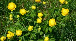 Attēlu rezultāti vaicājumam “Trollius europaeus leaf”