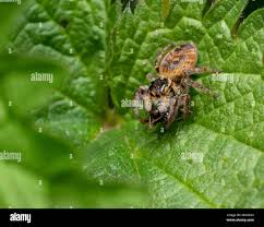 Attēlu rezultāti vaicājumam “Xanthogramma sp.”
