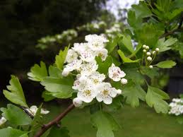 Attēlu rezultāti vaicājumam “Crataegus macracantha flower”