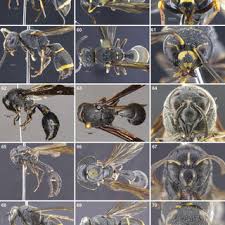 Attēlu rezultāti vaicājumam “Gasteruption jaculator imago”