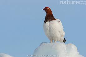 Attēlu rezultāti vaicājumam “Lagopus lagopus male”
