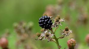 Attēlu rezultāti vaicājumam “Rubus nessensis fruit”