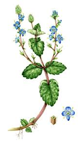 Attēlu rezultāti vaicājumam “Veronica chamaedrys leaf”