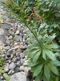 Attēlu rezultāti vaicājumam “Lilium martagon leaf”