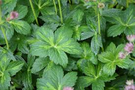 Attēlu rezultāti vaicājumam “Astrantia major leaf”