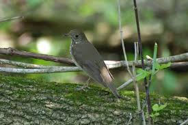 Image result for Catharus minimus