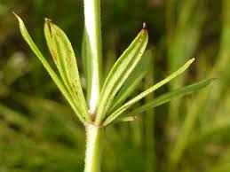 Attēlu rezultāti vaicājumam “Galium rivale”