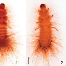 Attēlu rezultāti vaicājumam “Megatoma undata”