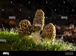 Attēlu rezultāti vaicājumam “Morchella esculenta”