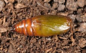 Attēlu rezultāti vaicājumam “Cabera exanthemata male”