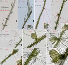 Attēlu rezultāti vaicājumam “Sphagnum squarrosum sporophyte”