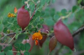 Image result for Colutea x media (arborescens x orientalis)