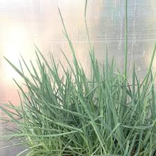 Attēlu rezultāti vaicājumam “Koeleria glauca flower”