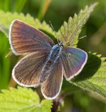 Attēlu rezultāti vaicājumam “Cyaniris semiargus”