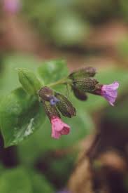 Attēlu rezultāti vaicājumam “Pulmonaria obscura bud”