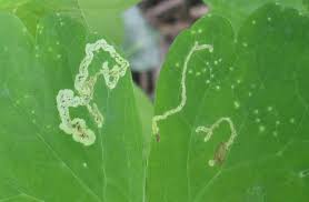 Attēlu rezultāti vaicājumam “Phytomyza minuscula”