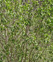 Attēlu rezultāti vaicājumam “Alnus incana leaf”