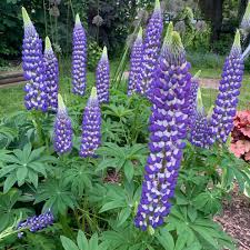 Image result for Lupinus polyphyllus Lindl.