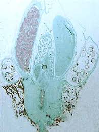 Attēlu rezultāti vaicājumam “Leiocolea rutheana sporophyte”