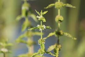 Attēlu rezultāti vaicājumam “Lycopus europaeus flower”