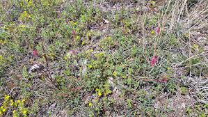 Attēlu rezultāti vaicājumam “Onobrychis arenaria fruit”
