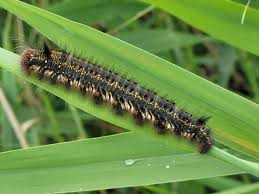 Attēlu rezultāti vaicājumam “Euthrix potatoria larva”