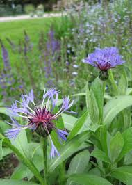 Attēlu rezultāti vaicājumam “Centaurea”