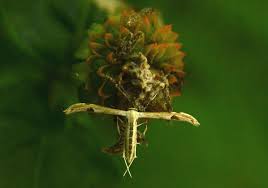 Attēlu rezultāti vaicājumam “Platyptilia sp.”