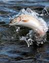 FishPal   Visit Scotland   Trout Fishing