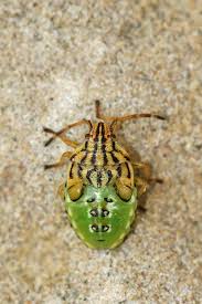 Attēlu rezultāti vaicājumam “Elasmucha grisea imago”