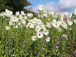 Image result for Leucanthemella serotina