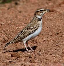 Image result for Melanocorypha bimaculata