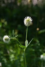 Attēlu rezultāti vaicājumam “Trifolium montanum leaf”