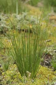 Attēlu rezultāti vaicājumam “Juncus conglomeratus fruit”