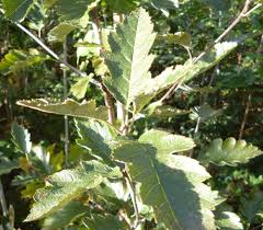 Attēlu rezultāti vaicājumam “Sorbus intermedia leaf”