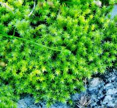 Attēlu rezultāti vaicājumam “Racomitrium canescens”