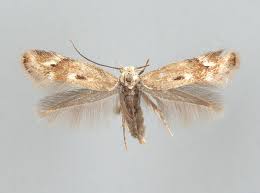 Attēlu rezultāti vaicājumam “Cephaloziella elachista”