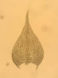 Attēlu rezultāti vaicājumam “Sciuro-hypnum reflexum”