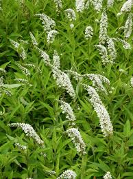 Attēlu rezultāti vaicājumam “Lamproderma nigrescens stalked”