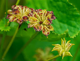 Attēlu rezultāti vaicājumam “Caltha palustris”