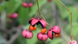 Attēlu rezultāti vaicājumam “Euonymus fruit”