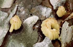 Attēlu rezultāti vaicājumam “Stemonitidaceae”