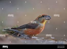 Attēlu rezultāti vaicājumam “Loxia pytyopsittacus male”