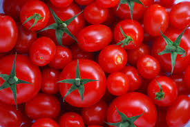 Tomato vegetable