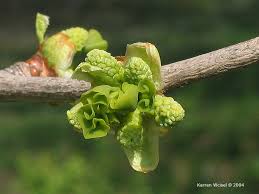 Attēlu rezultāti vaicājumam “Ginkgo biloba male flower”