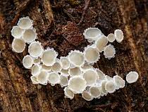 Attēlu rezultāti vaicājumam “Lachnum virgineum”